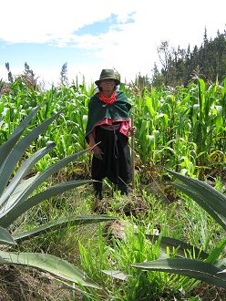 Una campesina trabajando en un
                                  campo irrigado