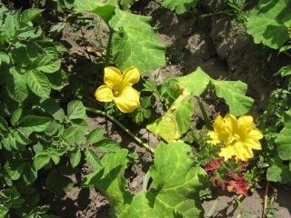 Planta con flores amarillas
                                    "zambo" (quechua: quito),
                                    primer plano