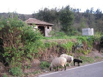 Schafe am Pflock