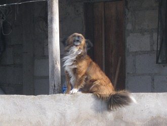 Der Hund auf der Mauer