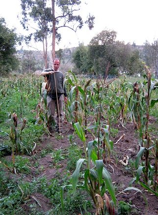 Michael im geschdigten Maisfeld mit Stock
                        (01) bei einer grossen, gut entwickelten
                        Maispflanze