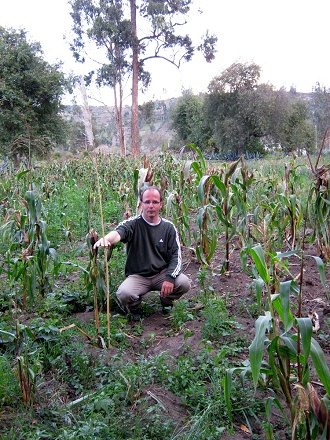 Michael im geschdigten Maisfeld mit Stock
                        (02) bei einer kleinen, unentwickelten
                        Maispflanze