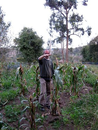 Michael im geschdigten Maisfeld mit Stock (03),
              bei einer gesunden, ausgewachsenen Maispflanze