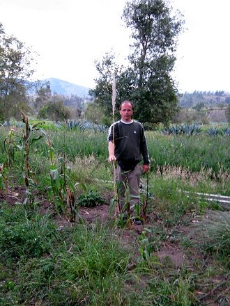 Michael im geschdigten Maisfeld mit Stock
                        (05) bei einer kleinen, unentwickelten
                        Maispflanze
