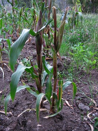 Kleine Maispflanze vor der Ernte