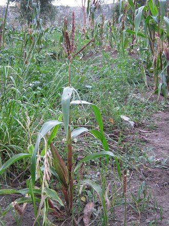 Maispflanze noch in Blte, Nahaufnahme