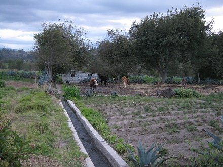 Kleiner Hof mit Kanalsystem, Khe und Esel
                        am Pflock