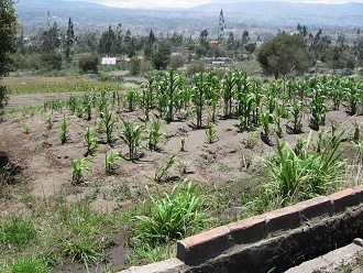 Maisfeld im
                                  "Stufenschnitt" ohne
                                  Eukalyptus, aber mit dem Gras
                                  "Ramalote"