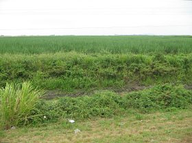 Zuckerrohrplantage zwischen Pedro Montero
                        und Puerto Inca (Nationalstrasse Nr. 25)