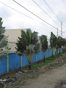Naranjal-Machala, pasaje de un pueblo,
                          palmeras como faroles