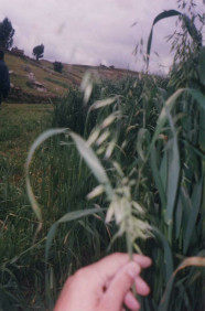 Oat, closeup view (unfortunately fuzzy)