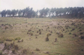 Meadow with little forest in the background