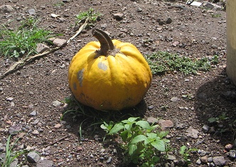 A pumpkin in the garden