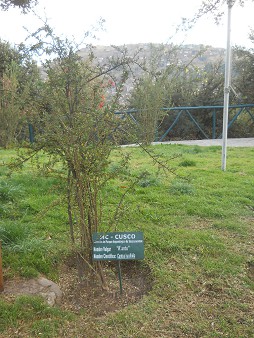 At the entrance of Cusco Sacsayhuamán: a shrub called "kantu"