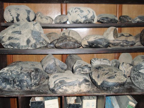 11.000 piedras grabadas: repisa con
                piedras grabadas en el Museo de las Piedras Grabadas en
                Ica