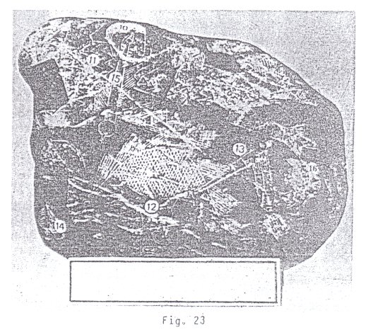 Fig.
                                23: dinosaurio con cerebro pequeo
