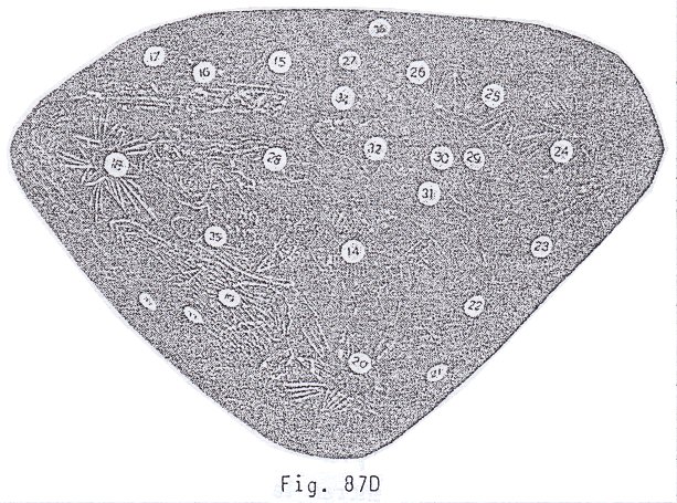 Fig. 87D:
                            constelacin de zodiacos