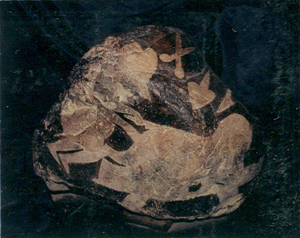 Operaci�n de trasero