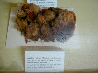 Y aqu�
                          sigue algod�n.