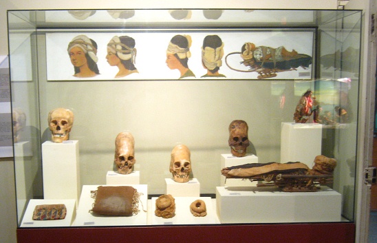Showcase with deformed skulls (long
                            skulls) of Paracas culture, close-up