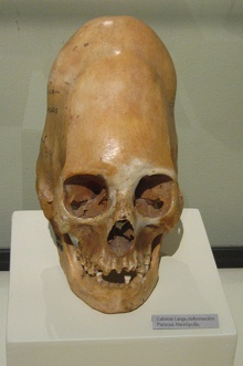 Cr�neo deformado de la cultura
                                    Par�cas (cr�neo largo) 03
