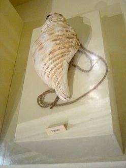 Sea snail horn
                                    "Pututo" /
                                    "Pututu"