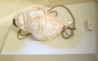 Sea snail horn
                                    "Pututo" /
                                    "Pututu", lateral view