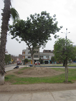 Parque central de Comas casi sin hierba 02