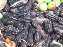 Schwarzer
Mais, Nahaufnahme Schwarzer Mais, Nahaufnahme