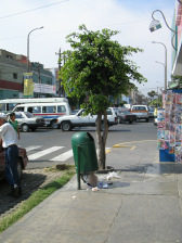 Avenida Urtuaga, defekter Abfallkbel mit
                          Baum