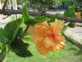 Flor naranja al arbusto, un hibisco lleno