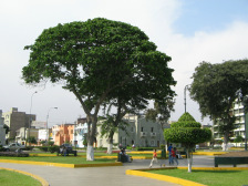 Parque
                        Caceres, figura de rbol