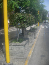 Miraflores, Avenida Palma, gemauerte
                        Baumrabatten im Rechteck