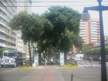 Miraflores, Avenida Pardo, figuras de
                        rboles