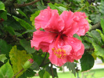 Miraflores, Malecn Cisneros, flor rojo en
                        el parque