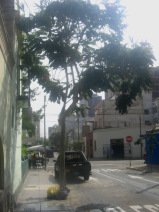 Miraflores, Jir�n Porta, figuras de �rboles