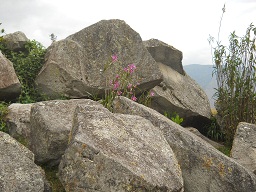 Cantera de Machu Picchu: flores en el caos de
                    piedras
