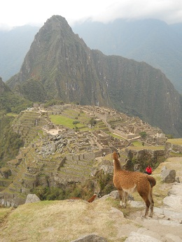 Machu Picchu, vicua con mirador Huaynapicchu