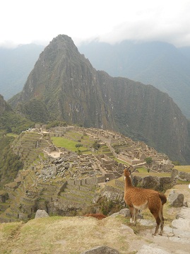 Machu Picchu: vicua con mirador Huaynapicchu
                    02