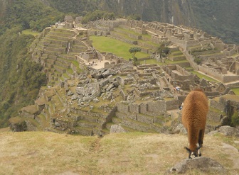 Vicua comiendo con Machu Picchu 06