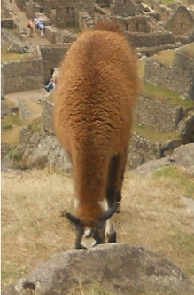 Vicua comiendo con Machu Picchu 06, primer
                    plano