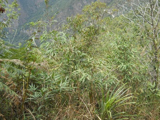 Camino al mirador Huaynapicchu, hierbas