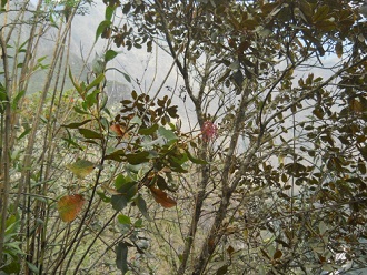 Camino al mirador Huaynapicchu, arbusto con
                    flor rosada