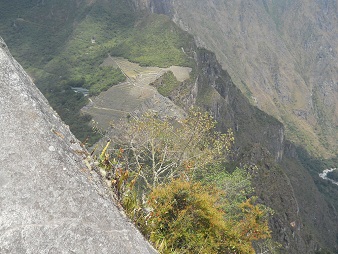 Punta del mirador Huaynapicchu, arbusto