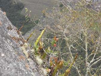 Punta del mirador Huaynapicchu, arbusto primer
                    plano