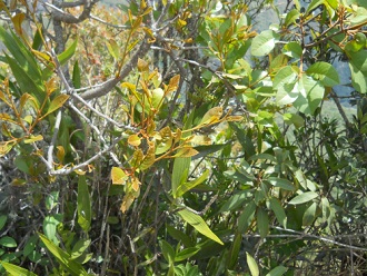 Bajada de Huaynapicchu: arbusto, primer plano
                    de las hojas