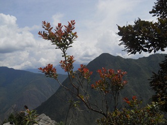 Bajada de Huaynapicchu: arbusto con hojas
                    rojas