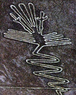 A
                          part of the drawing of the flamingo (also
                          called arum, heron or Phoenix bird): Mrs.
                          Reiche cleaned all the lines so they were well
                          visible for world public