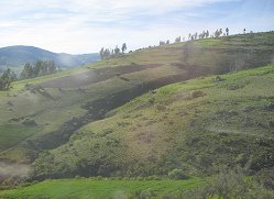 Felder und B�ume am Horizont