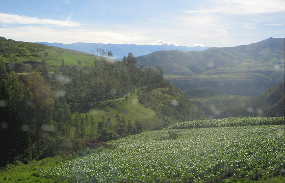 Kartoffelfeld und Andenketten Kartoffelfeld und Andenketten